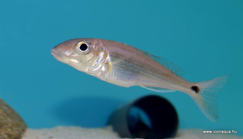 Grammatotria lemairii